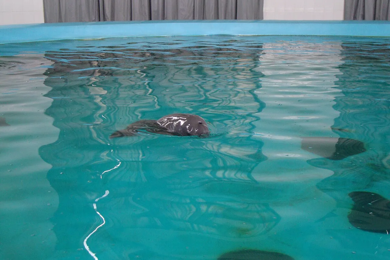 A Yangtze finless porpoise swimming in a blue pool